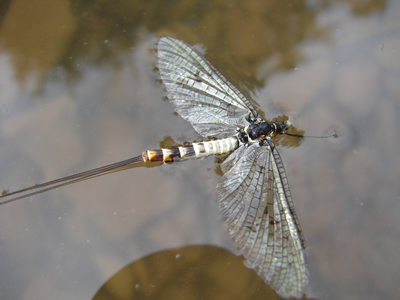 mayfly spinner